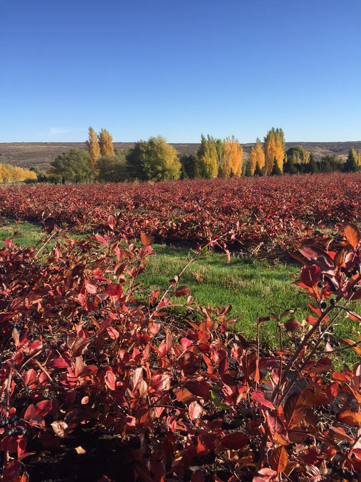 Mill Lane Winery Yakima Cylex Local Search