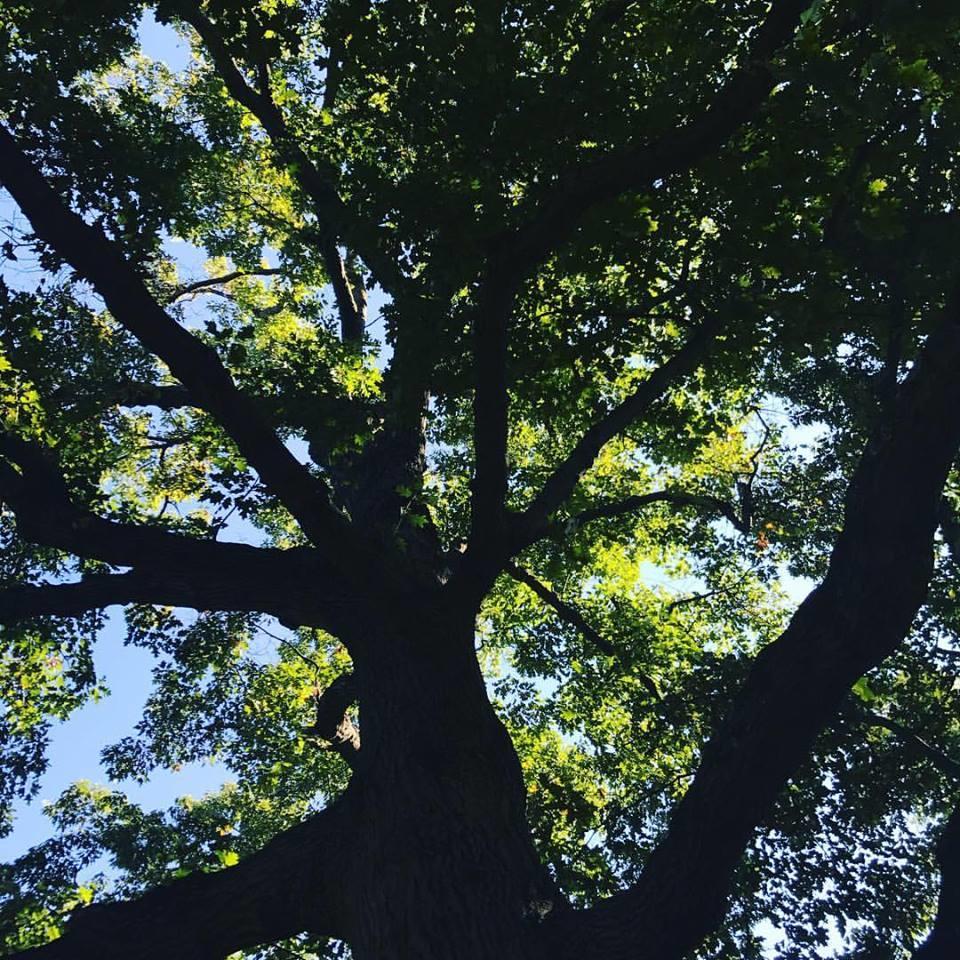 Parshall Tree Care Experts, Traverse City, MI Cylex