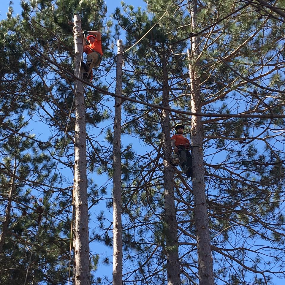 Parshall Tree Care Experts, Traverse City, MI Cylex Local Search