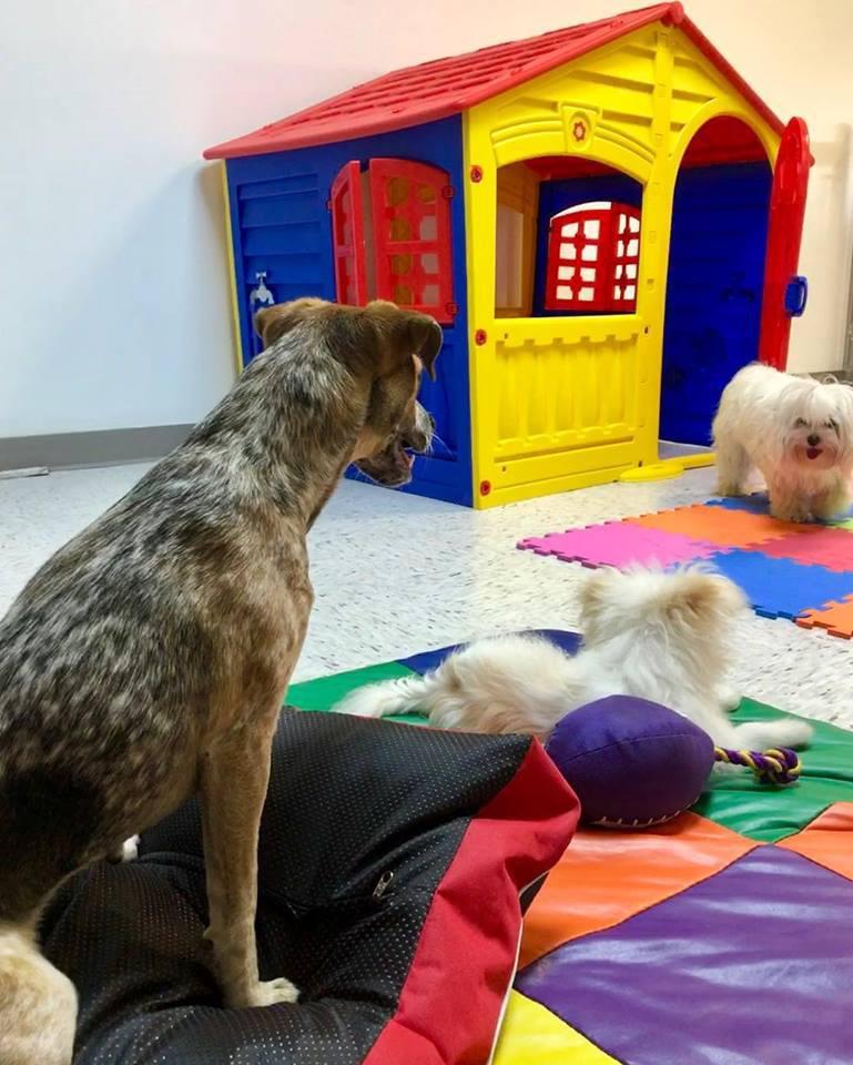 Preppy Pet Naples Cylex Local Search