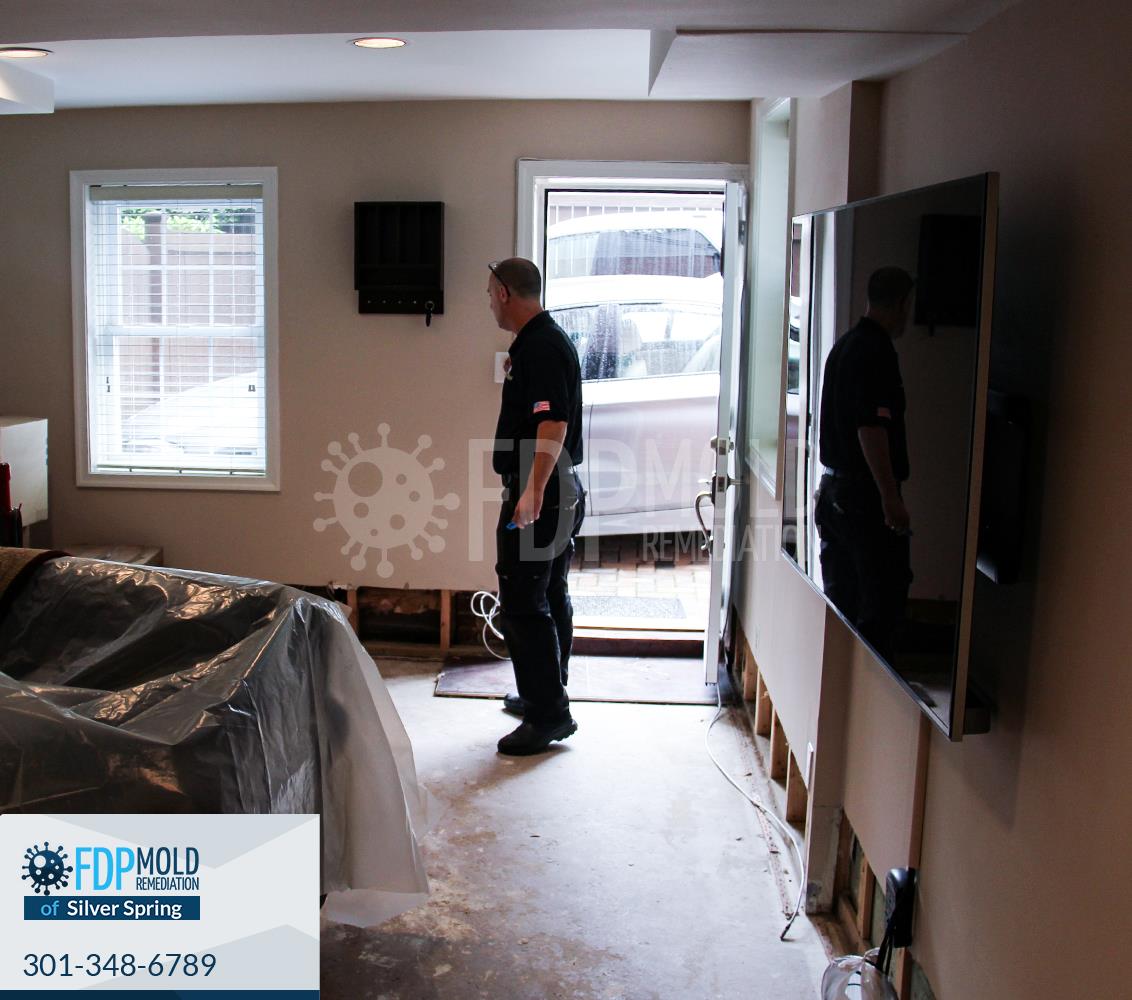 FDP Mold Remediation of Silver Spring Cylex Local Search