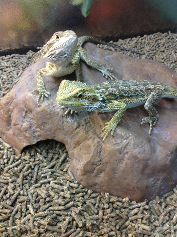 Sierra Fish & Pets, Renton, WA Cylex Local Search