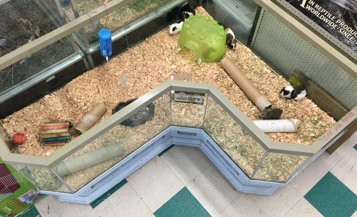 Sierra Fish & Pets, Renton, WA Cylex Local Search