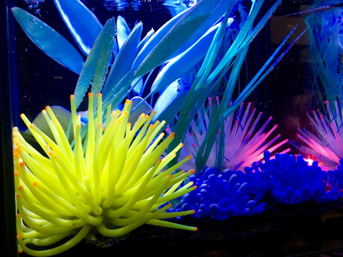 Sierra Fish & Pets, Renton, WA Cylex Local Search